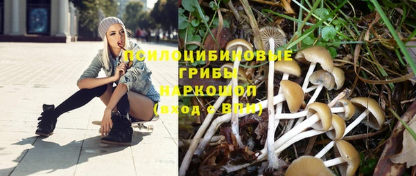 шишки Корсаков